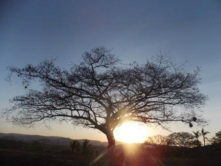 l arbre de vie