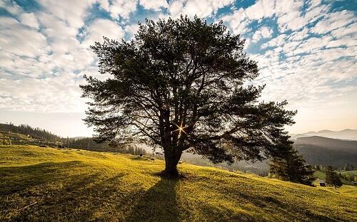 Arbre