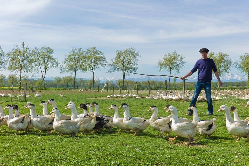 Canards