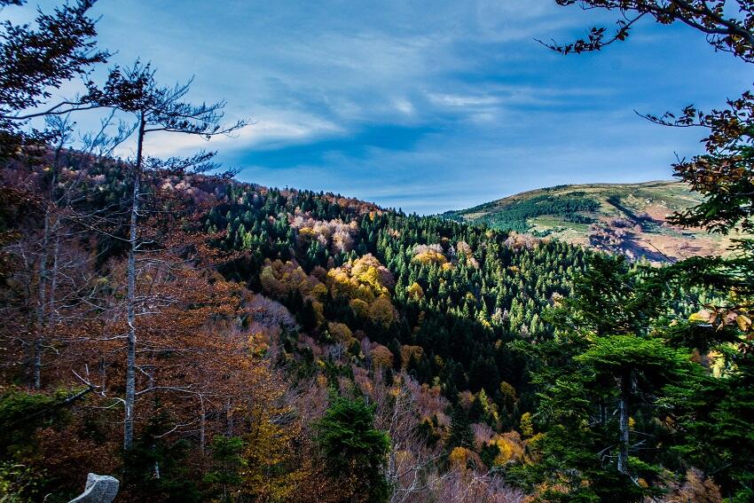 Vue automnale sur la forêt de Mosset_1