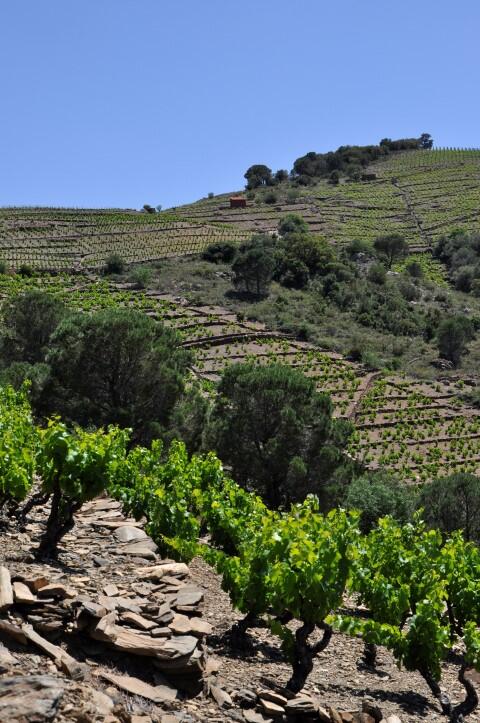 vignes_domaine_tambour