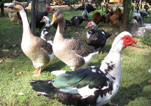 Canards Gras