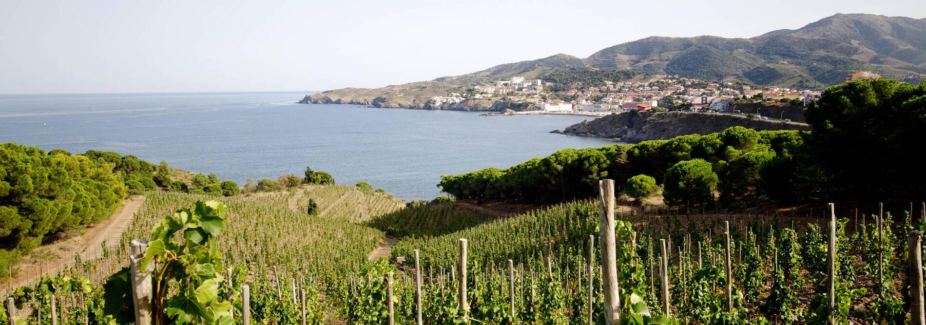 domaine-madeloc2020-07-02site1-1593694124