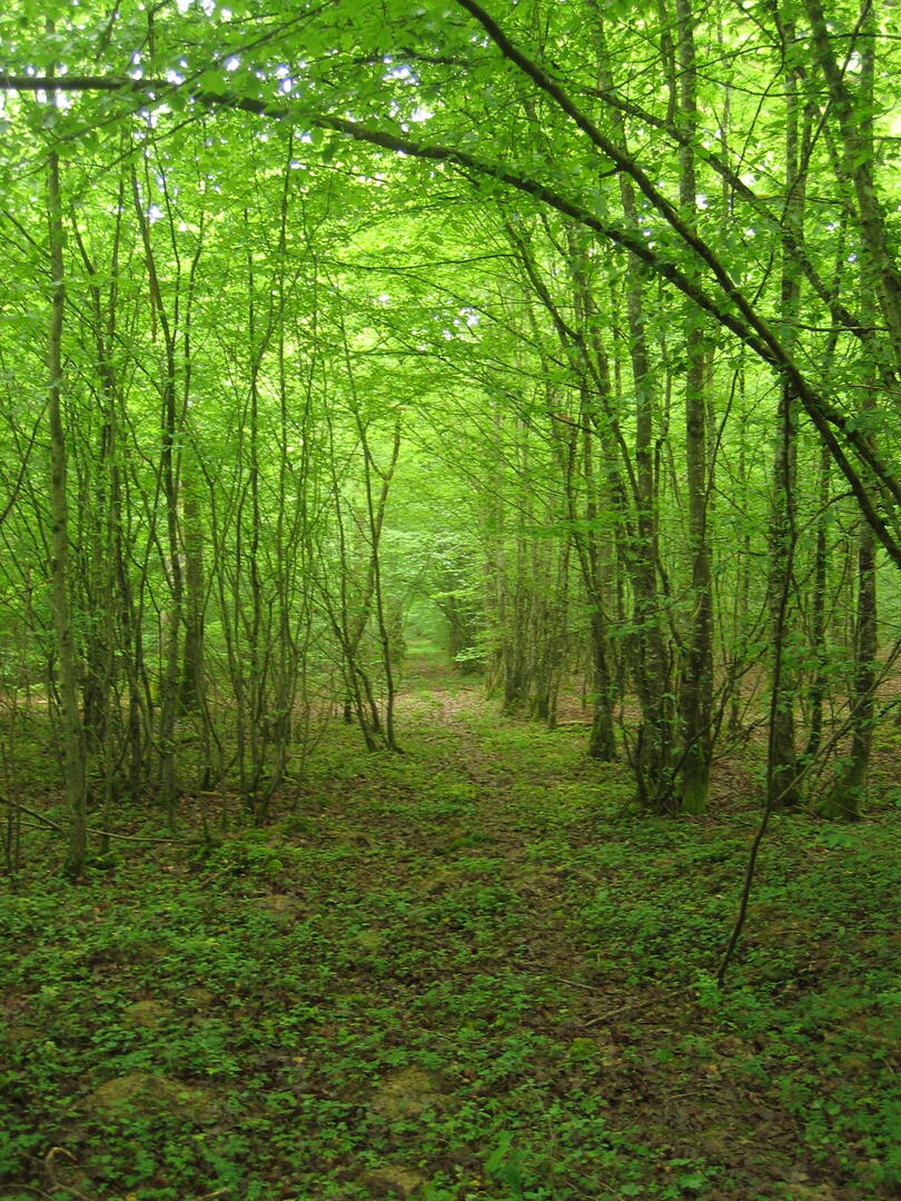 forêt @sunny ripert