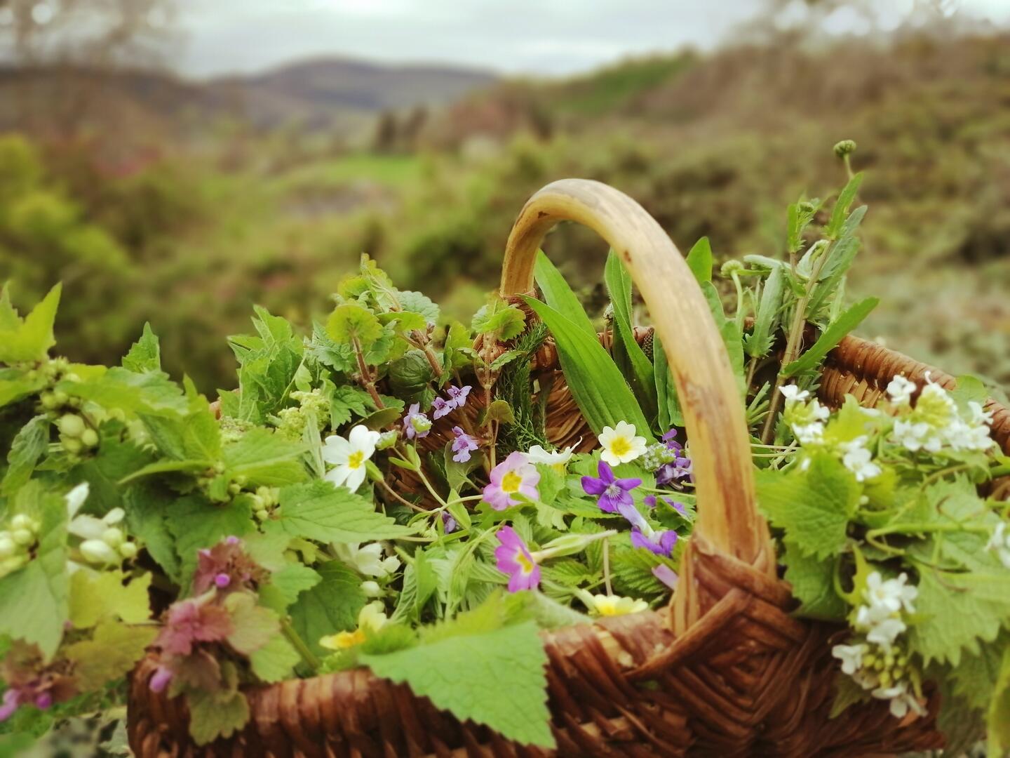 balades nature, découverte des plantes sauvages dans la morvan