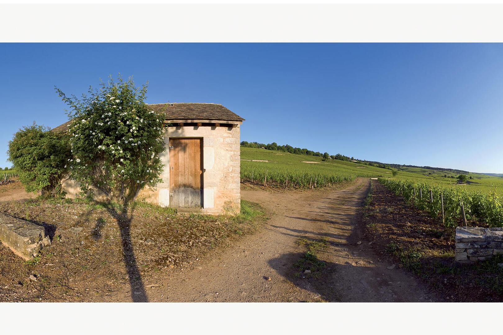 Vignes