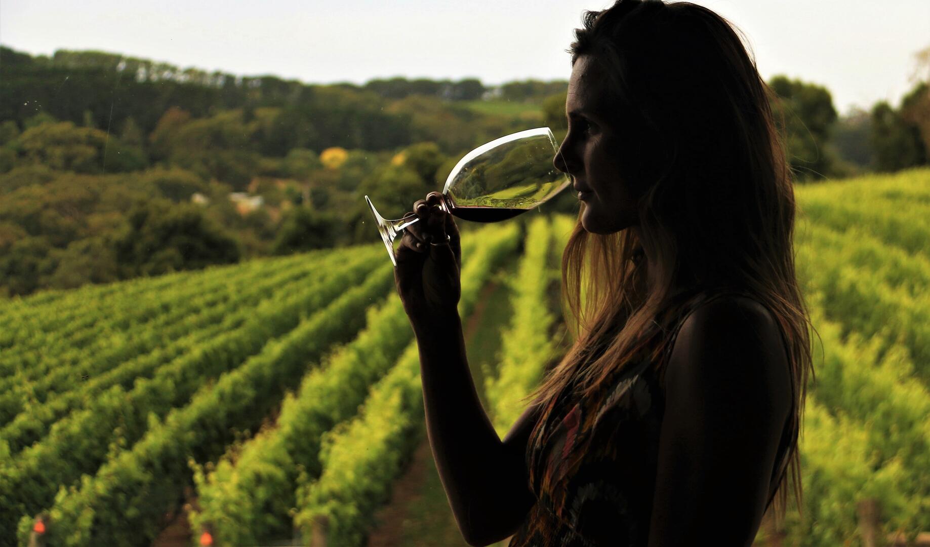 Vignoble et dégustation (photo non contractuelle)