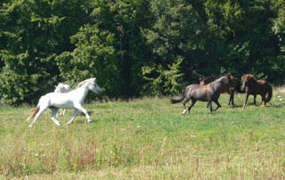 Association de Randonnées Equestres dans le Morvan
