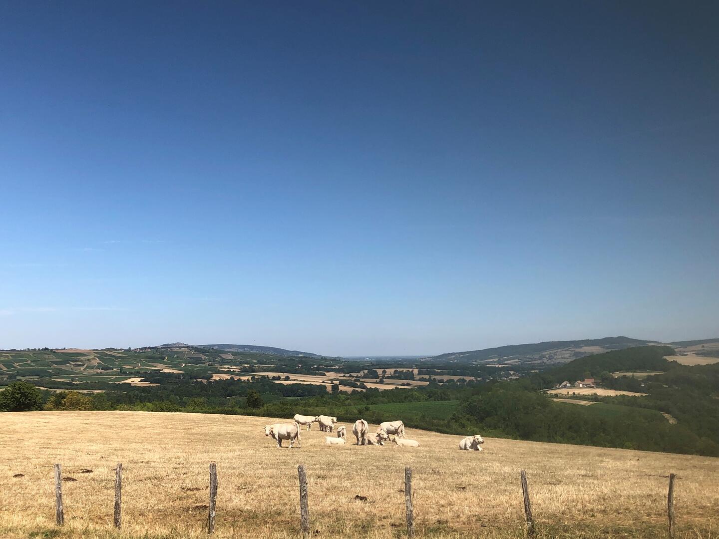 saint-jean-de-trezy-vignes-vaches-Christelle-Borrot