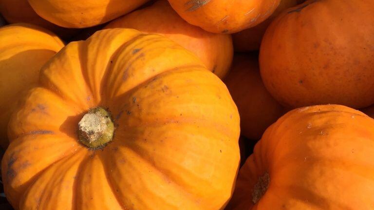 870x489-citrouilles-portrait-christian-schwier