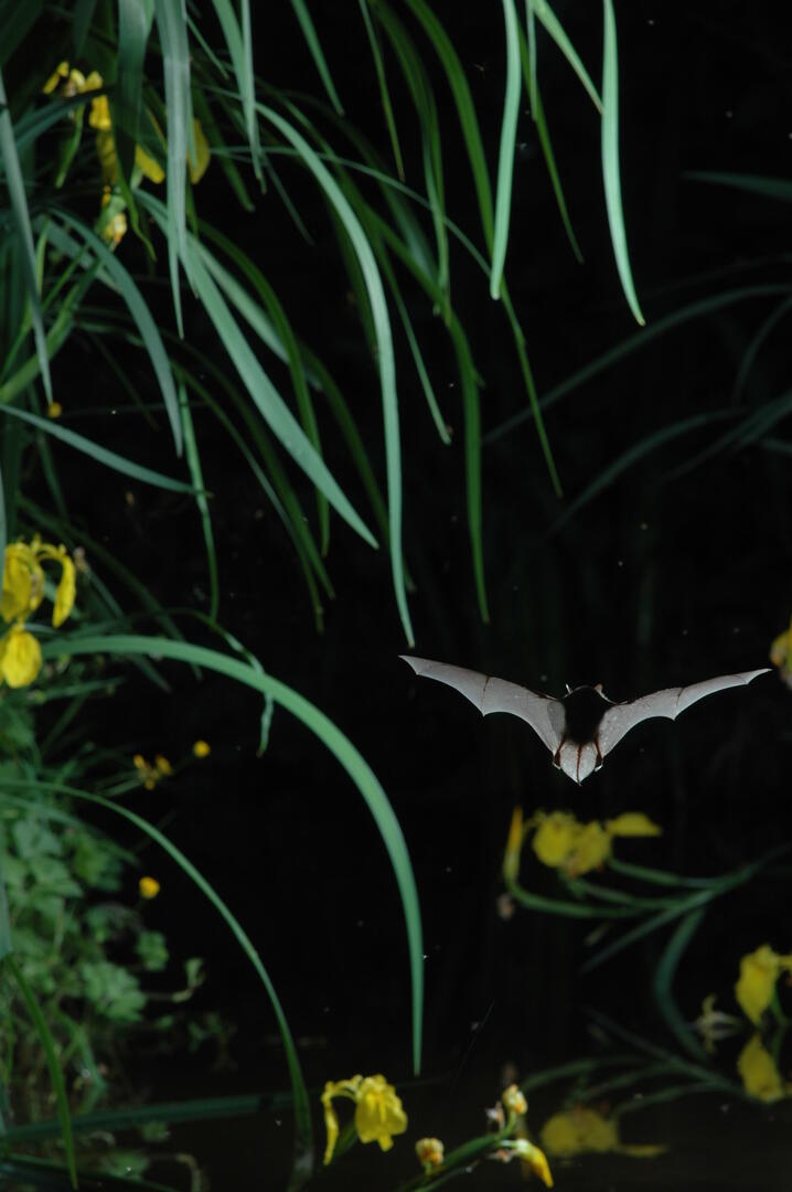 Nuit européenne de la Chauve-souris - Musée de Préhistoire Grottes de Saulges