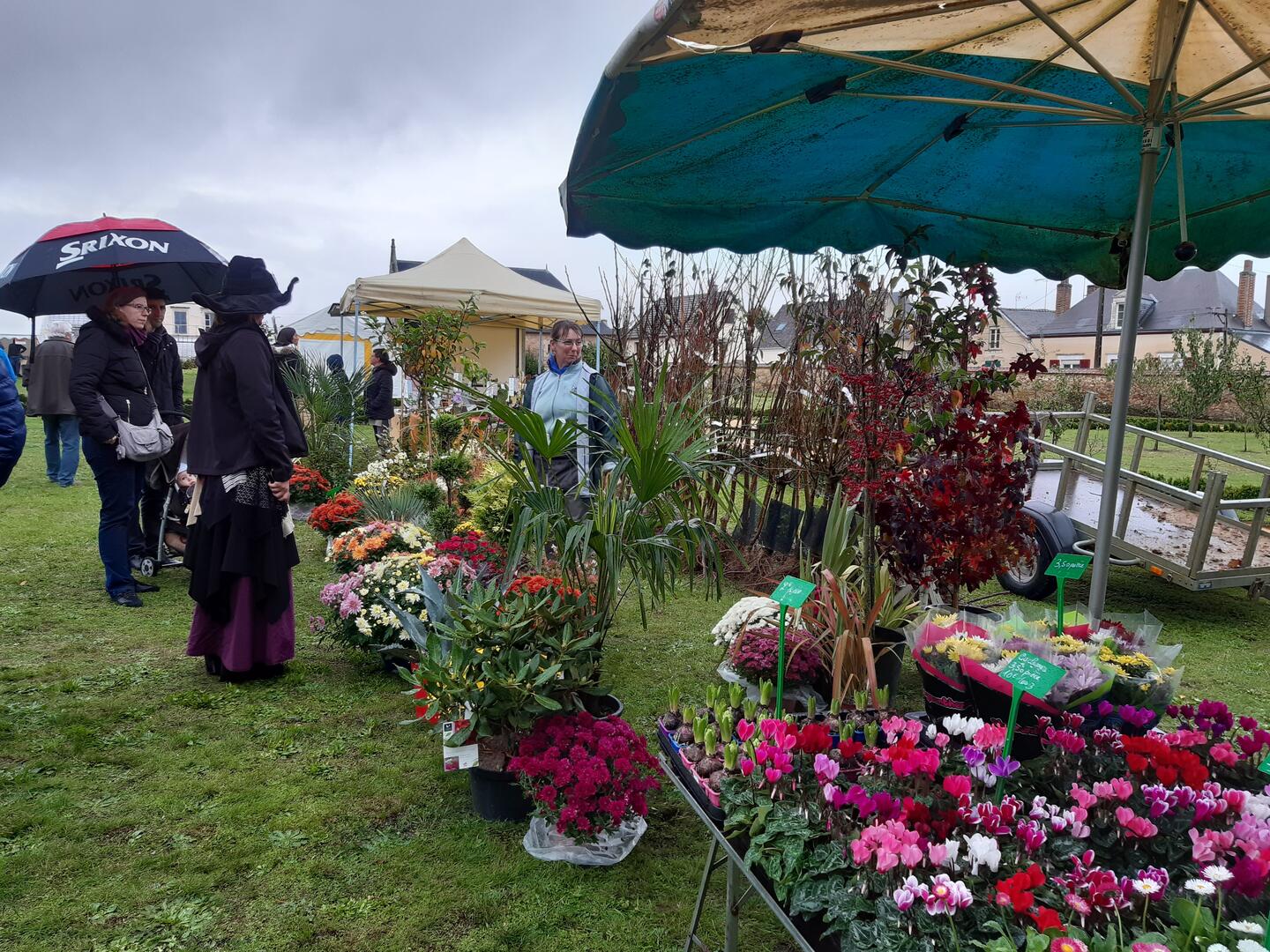 Potirons fêtent automne