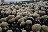 Mercredi du terroir : Visite de l'exploitation "Les Champignons de la Sarthe"_1