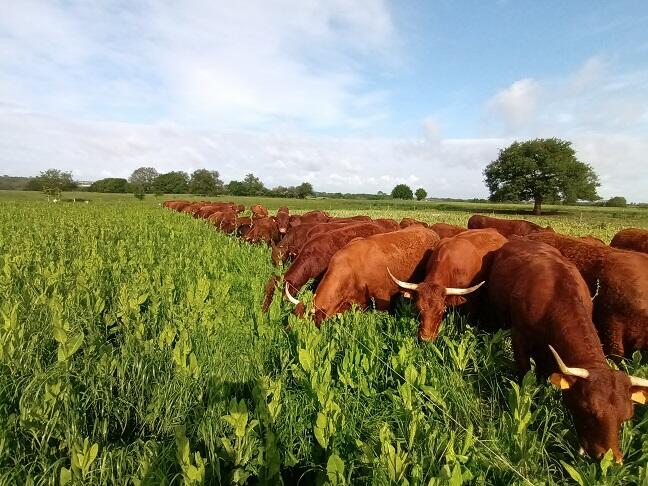 Mercredi du terroir : Visite de la Pillerie - élevage de vaches Salers et de poulets de Loué_1