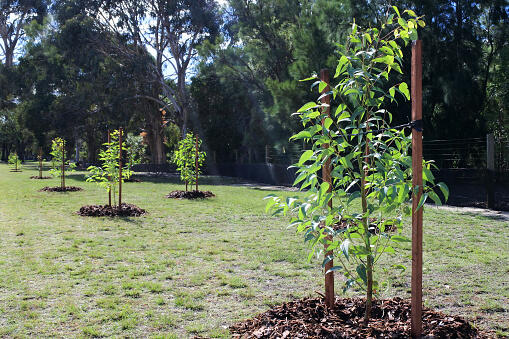 Arbres et arbustes
