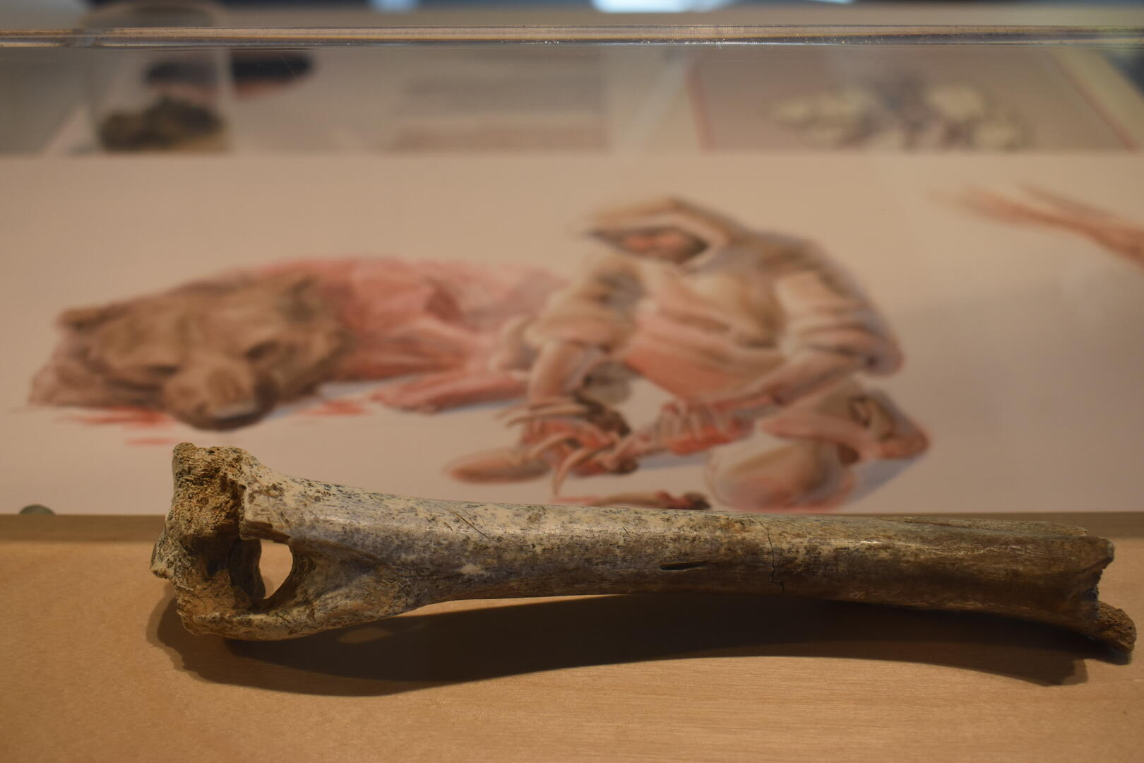Visite "Des recherches archéologiques à Saulges" - Musée de Préhistoire