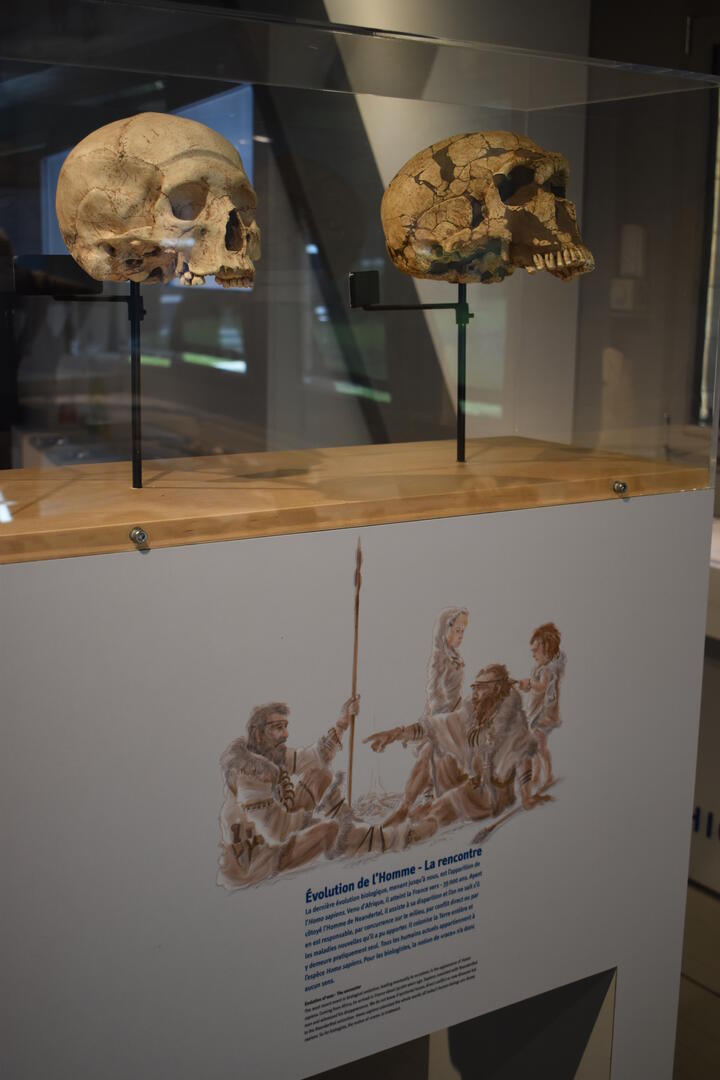 Visite "De la rencontre entre Néandertal et Sapiens" - Musée de Préhistoire