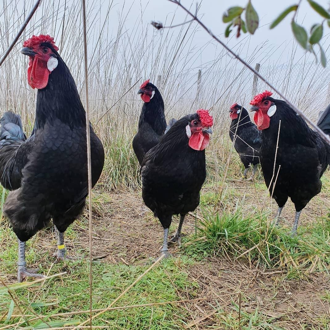 Poules noires