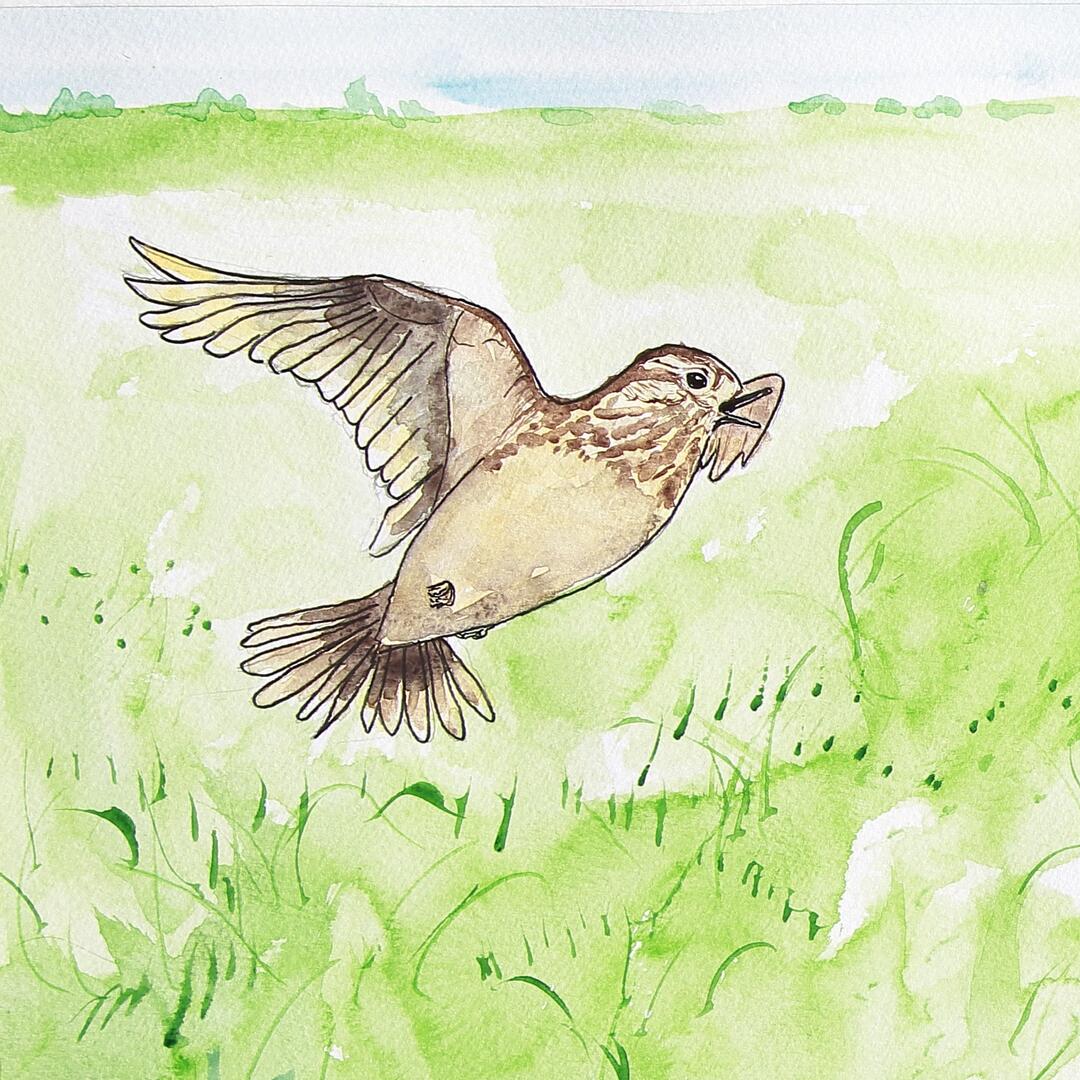 alouette aquarelle media