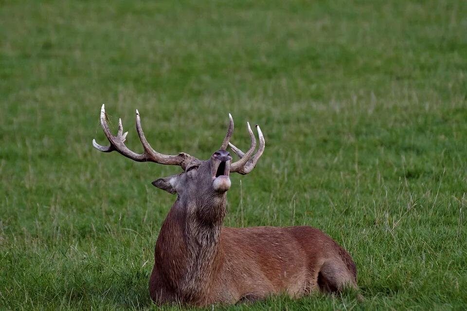 brame du cerf