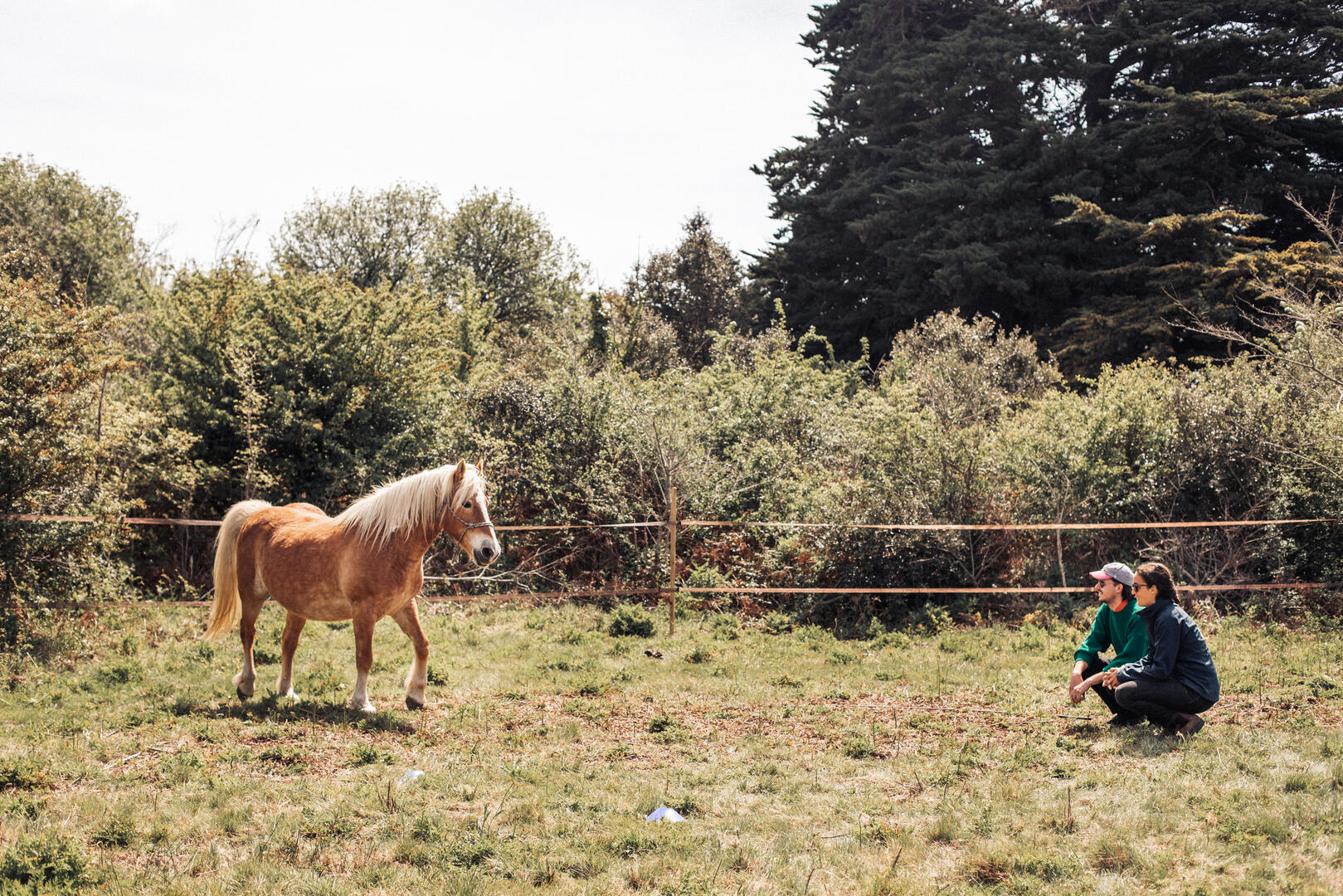 Equicoaching