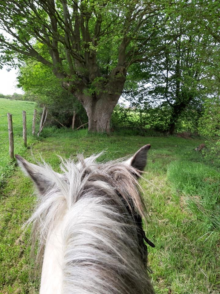 cheval trogne