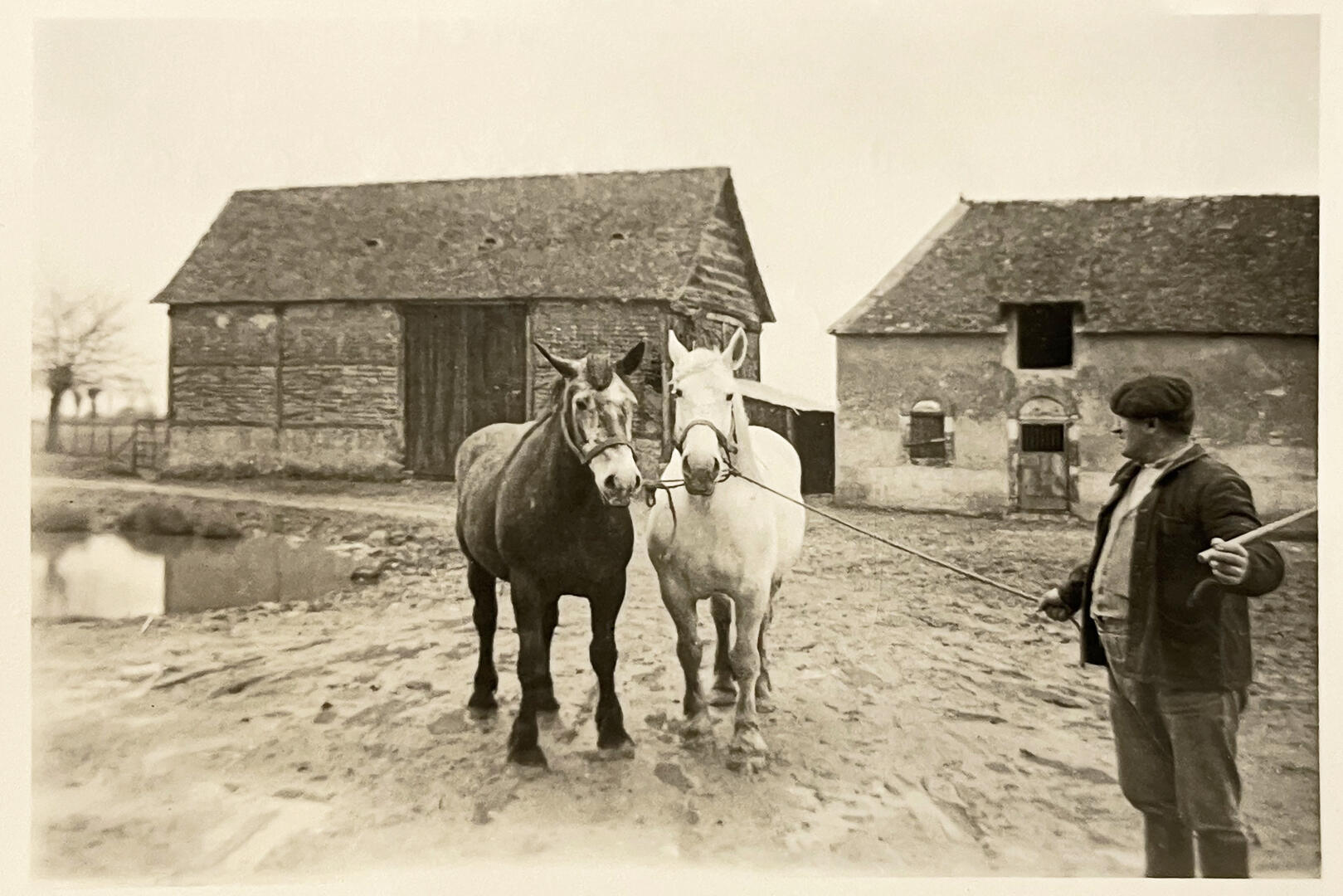 deux chevaux tenus