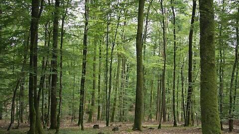 foret-de-perseigne