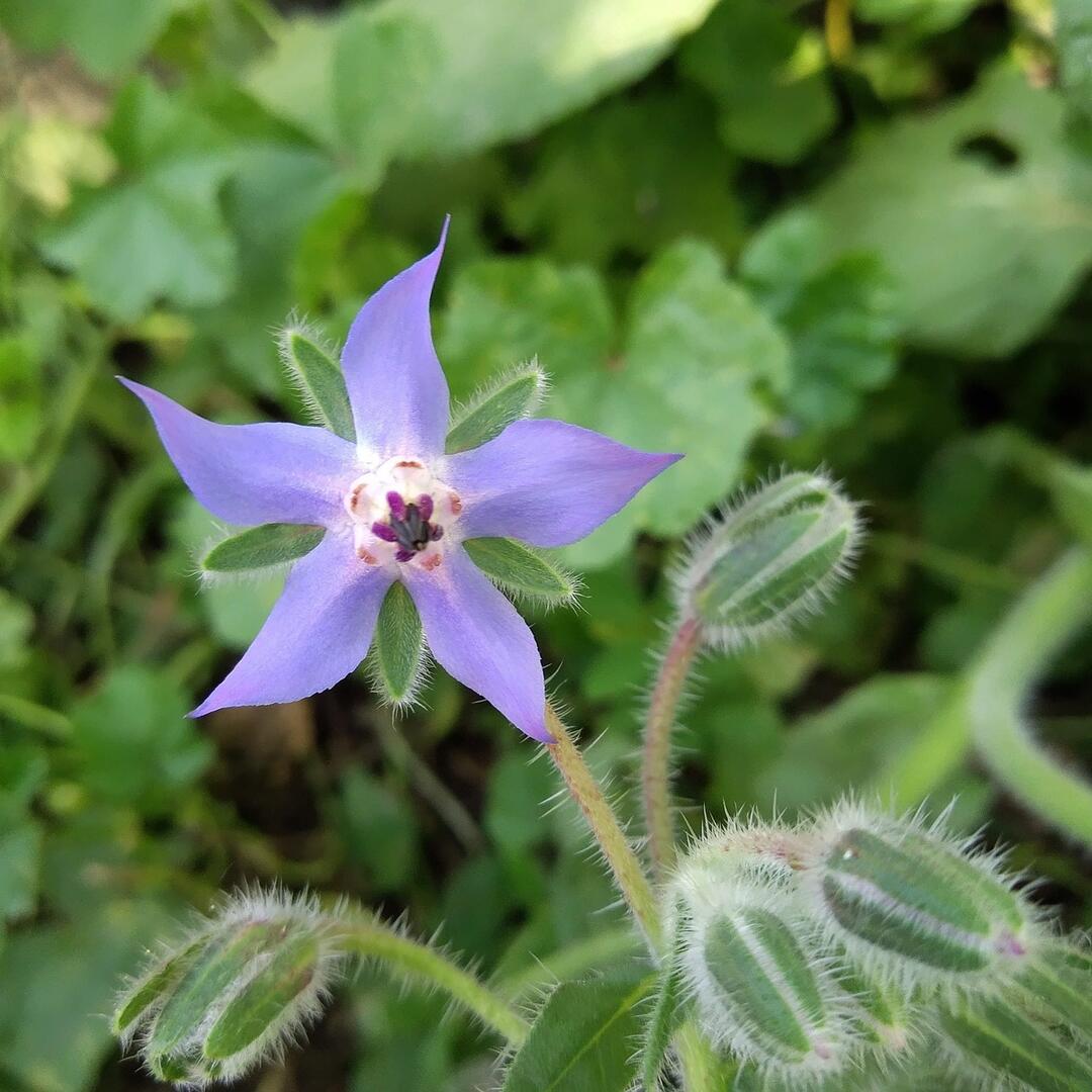 flower-7260892_1280