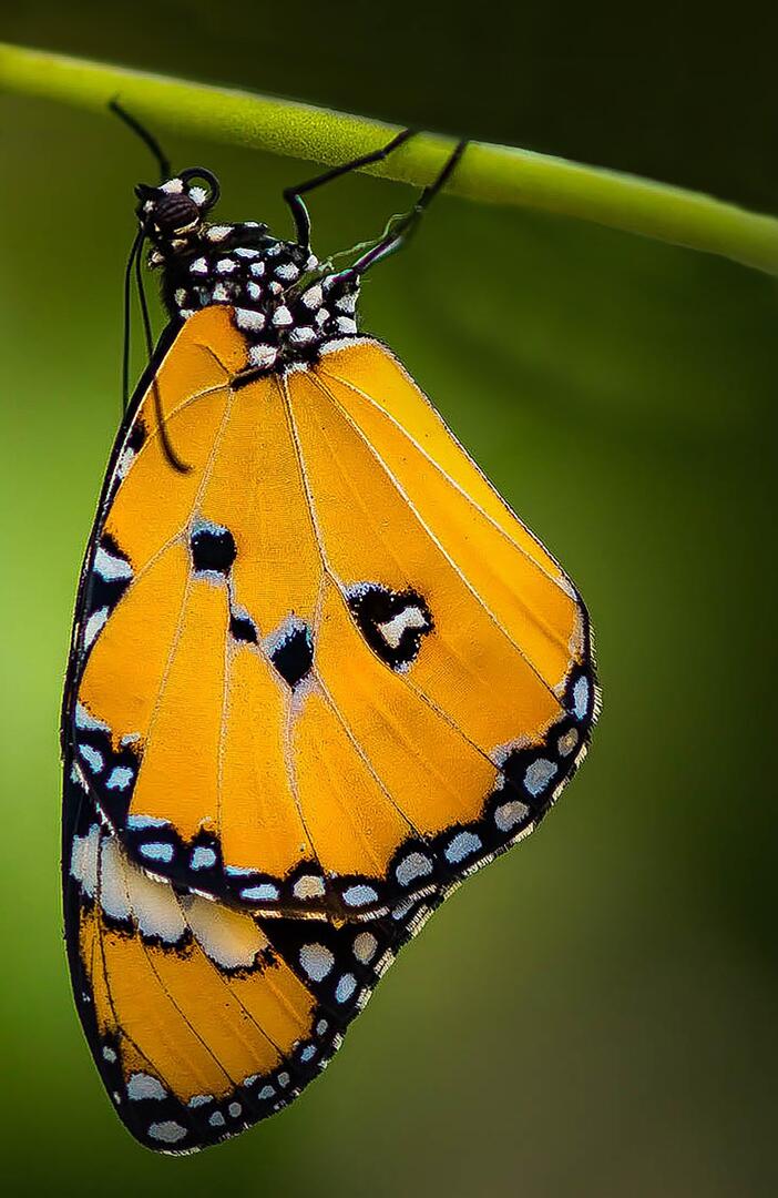nimrodins-butterfly-4477512_1920