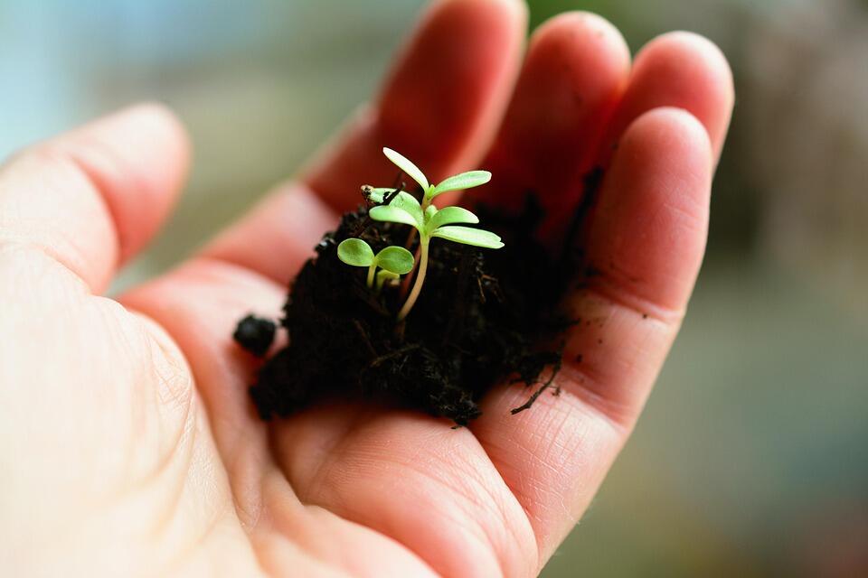 plante
