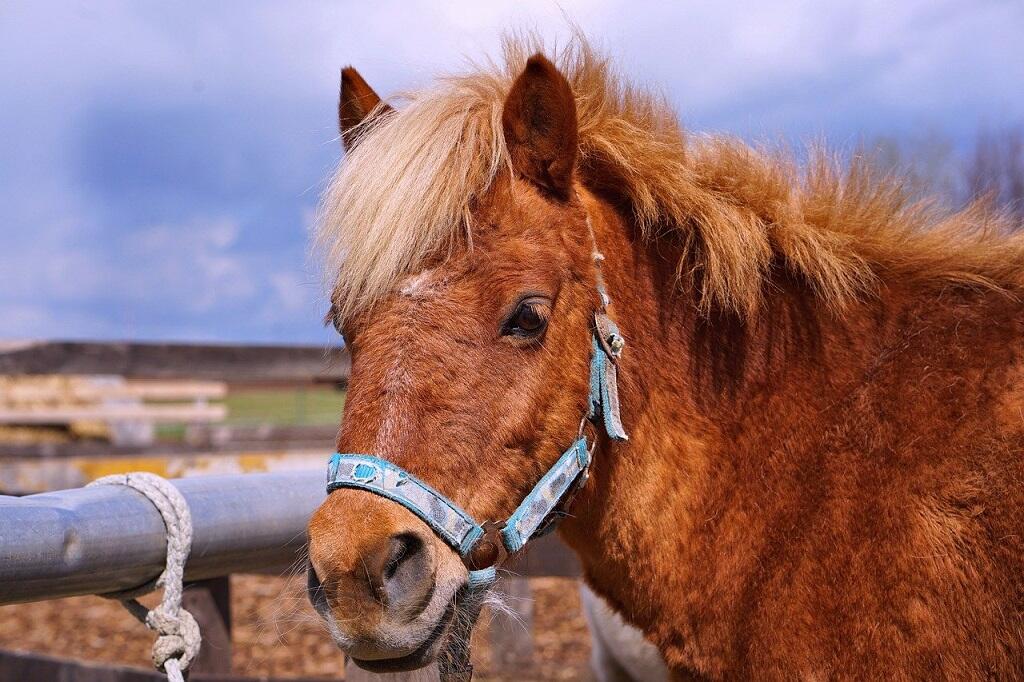 promenadeenponey-mayenne-fma-53