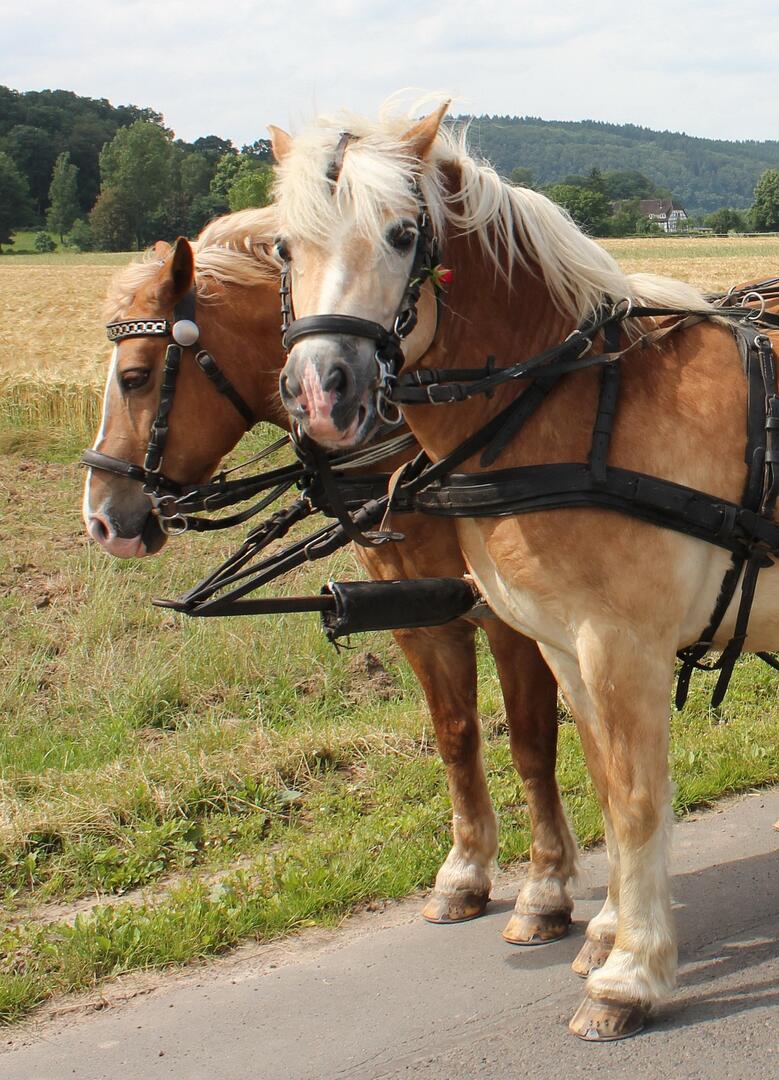horses