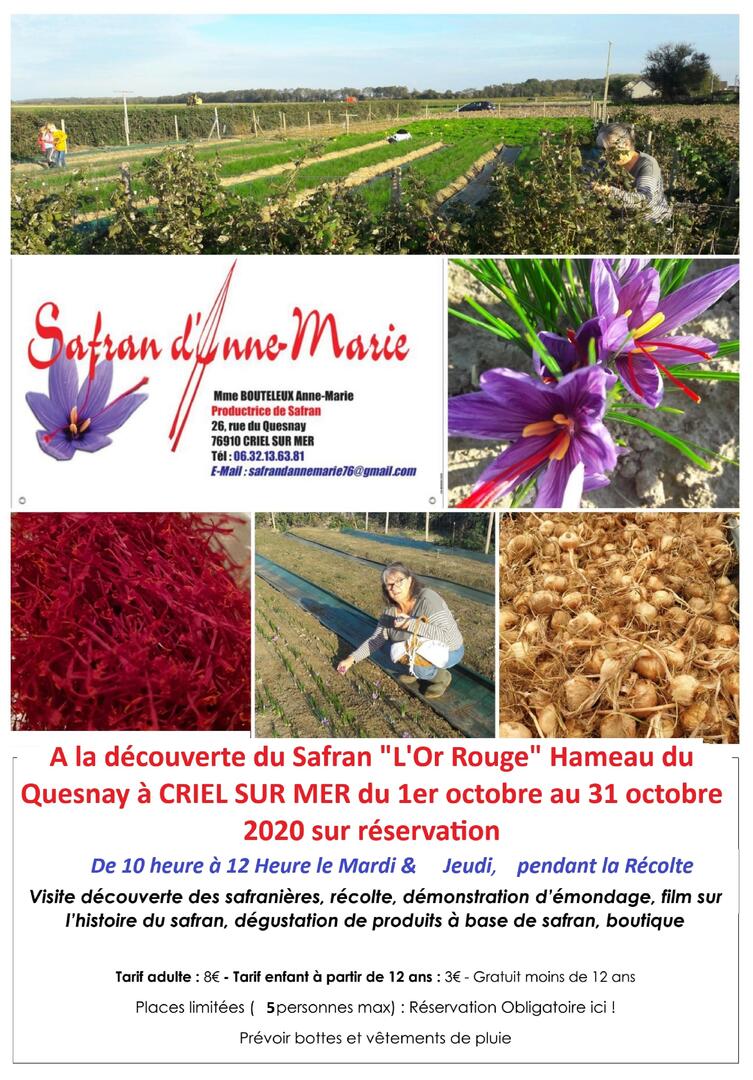 103120 - CRIEL - Visite Safranière