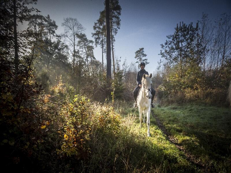 Chevaux