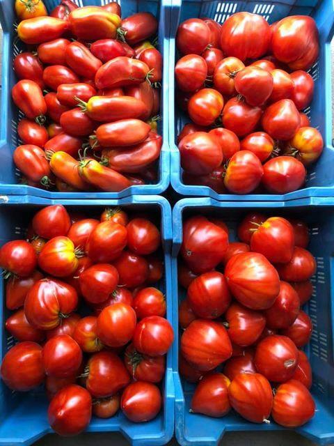 Tomates