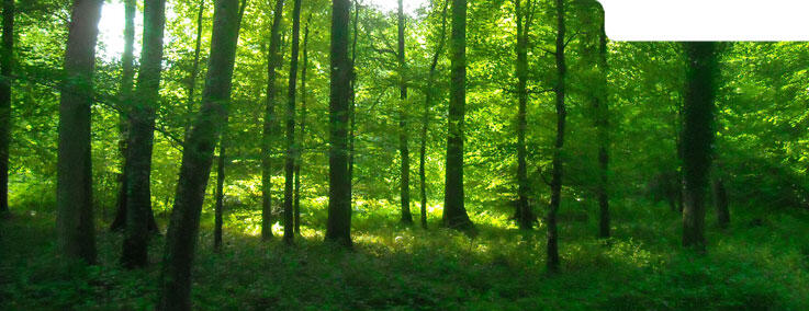 A la découvrte de la forêt d'Eawy