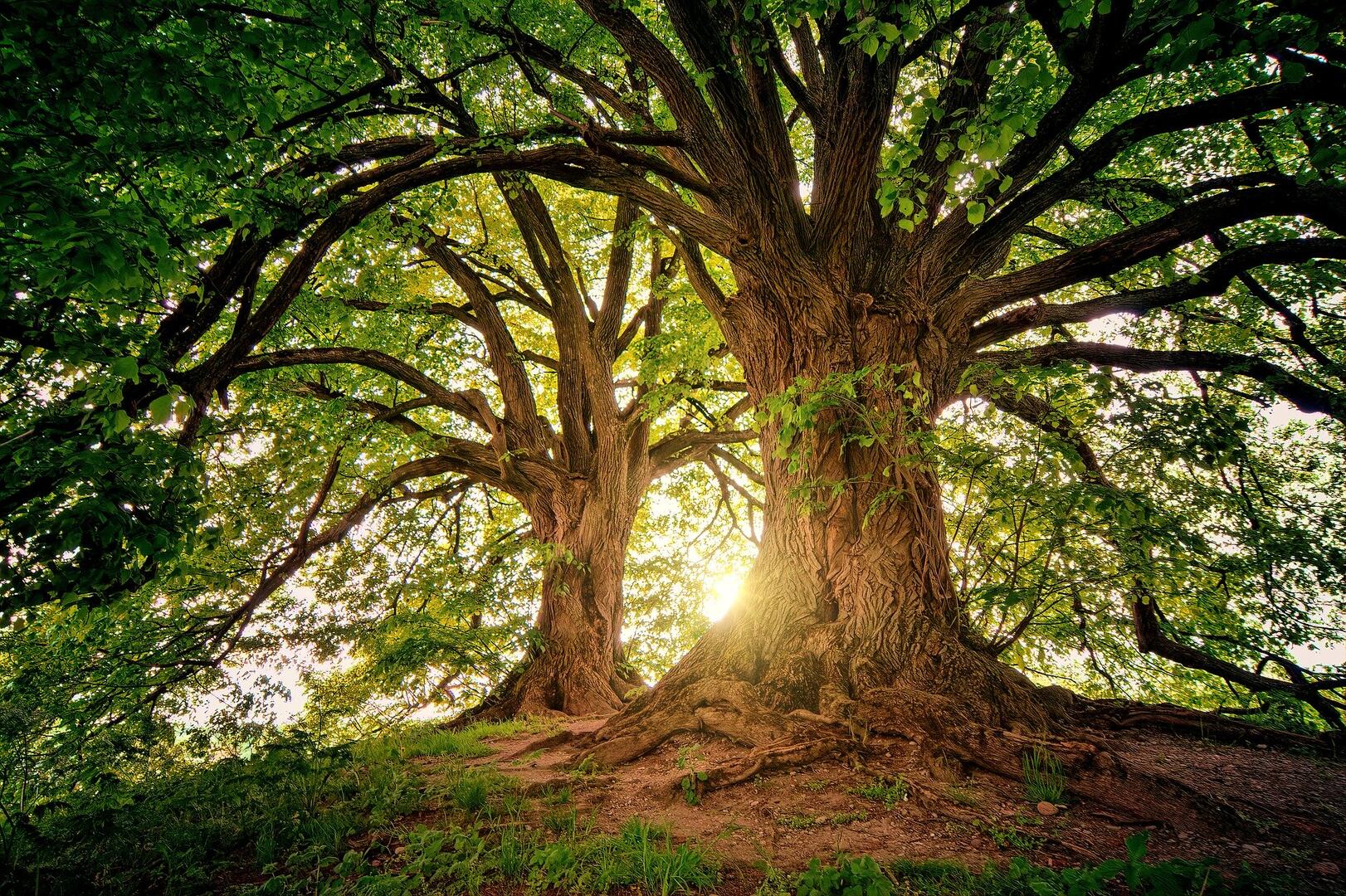 Arbre - forêt