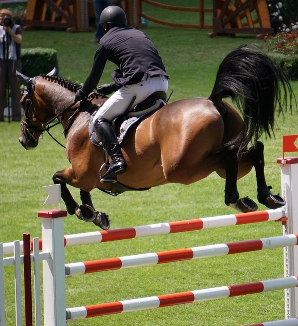 course hippique