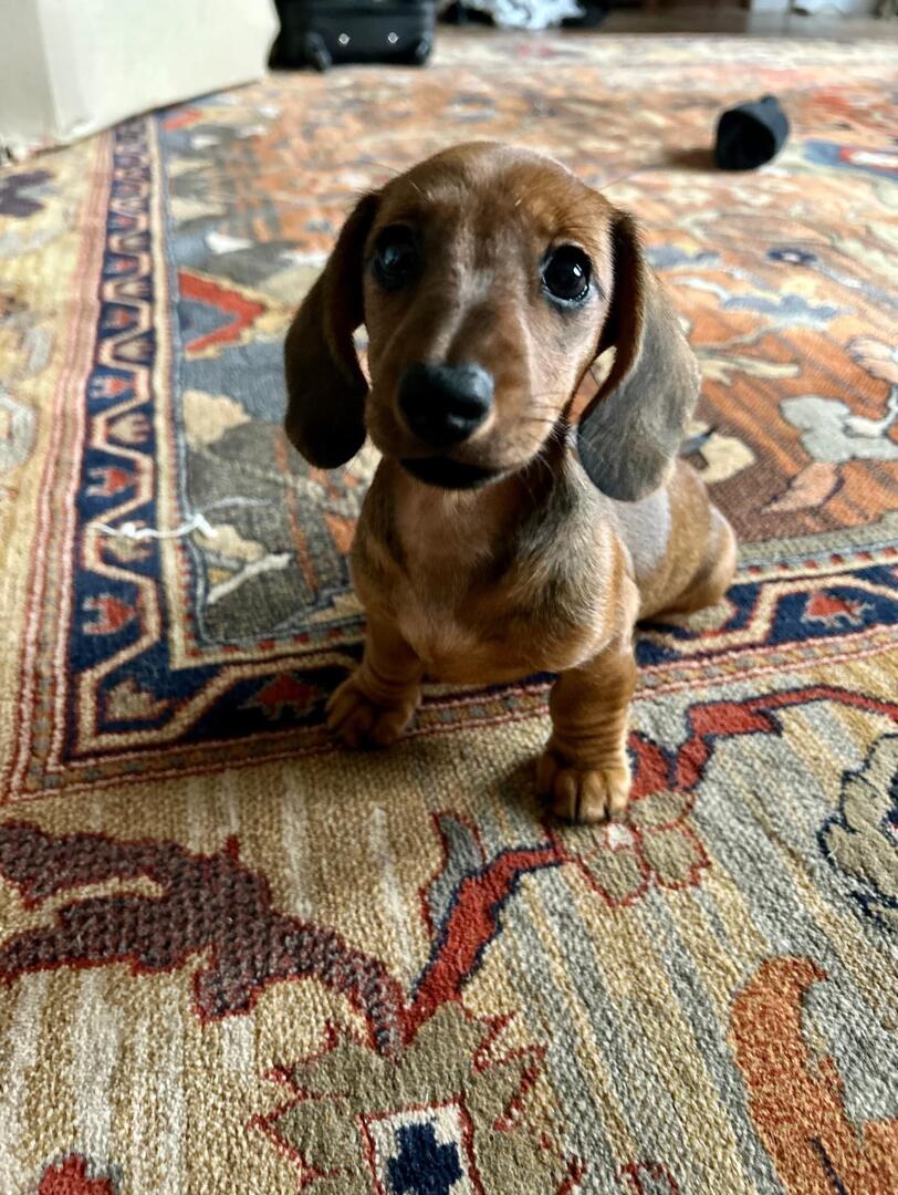 Colette Manoir de Fumechon