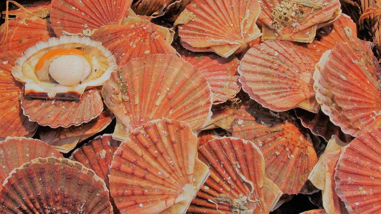 Coquilles Saint Jacques Pixabay 05122025