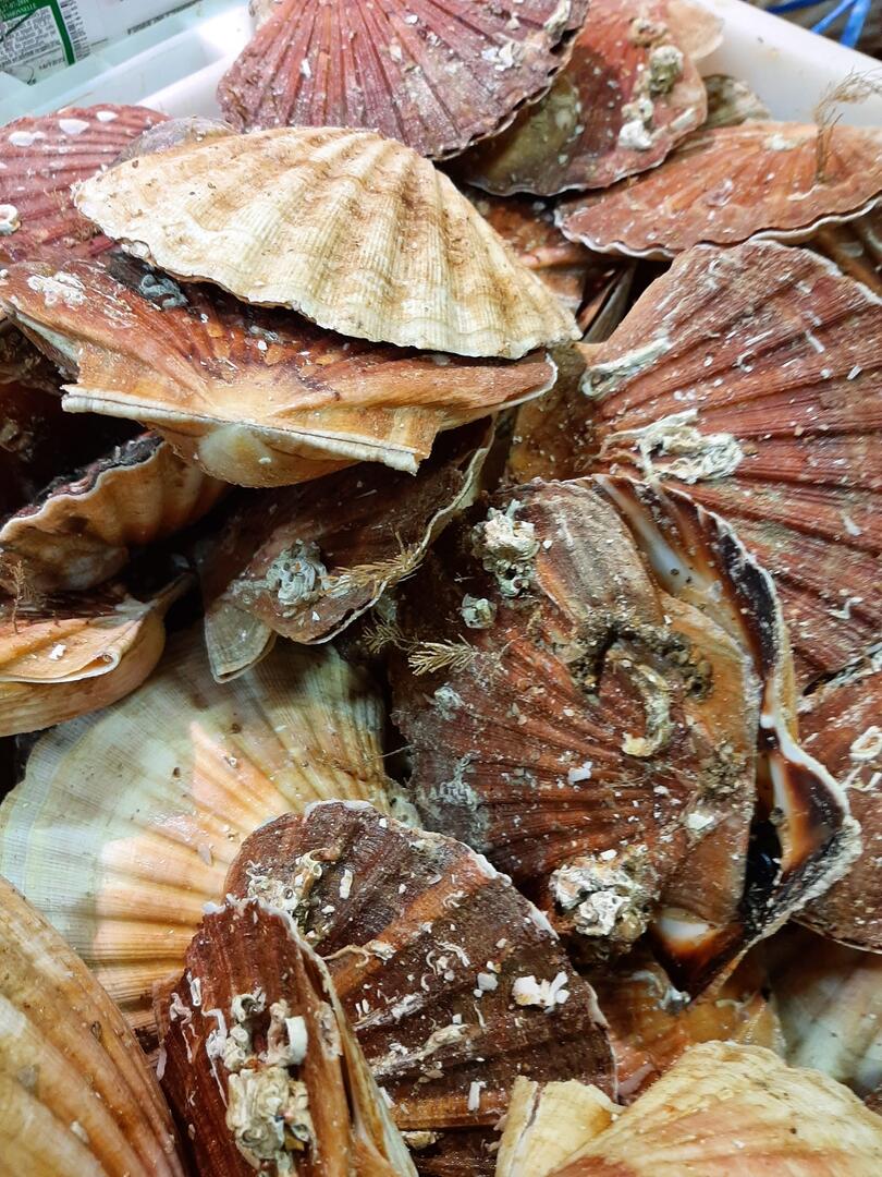 Coquilles St Jacques