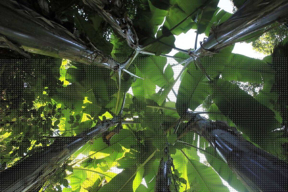Eu_Jardin-jungle_Bananiers@M.BOULANGER_2021