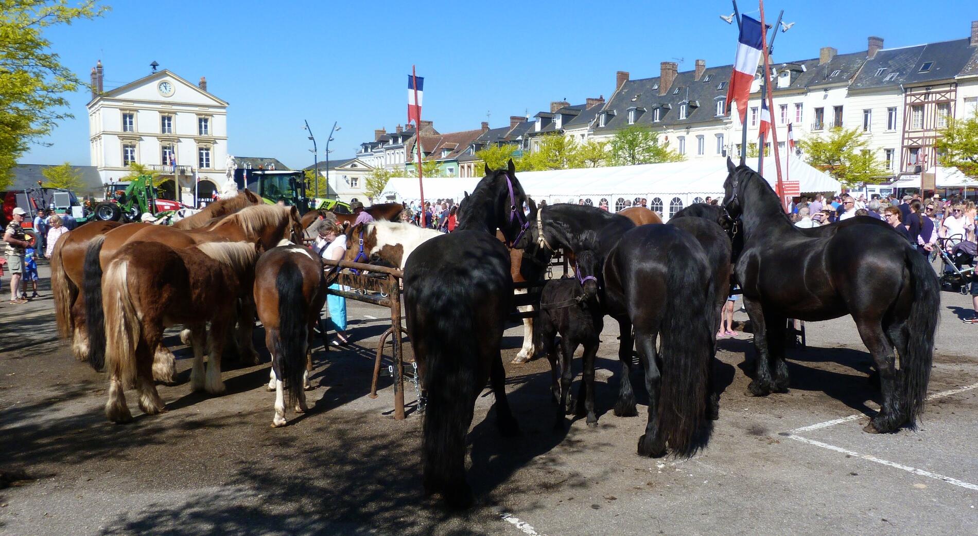 Foire-Agricole-Bacqueville-en-Caux---Photos-mairie--3-
