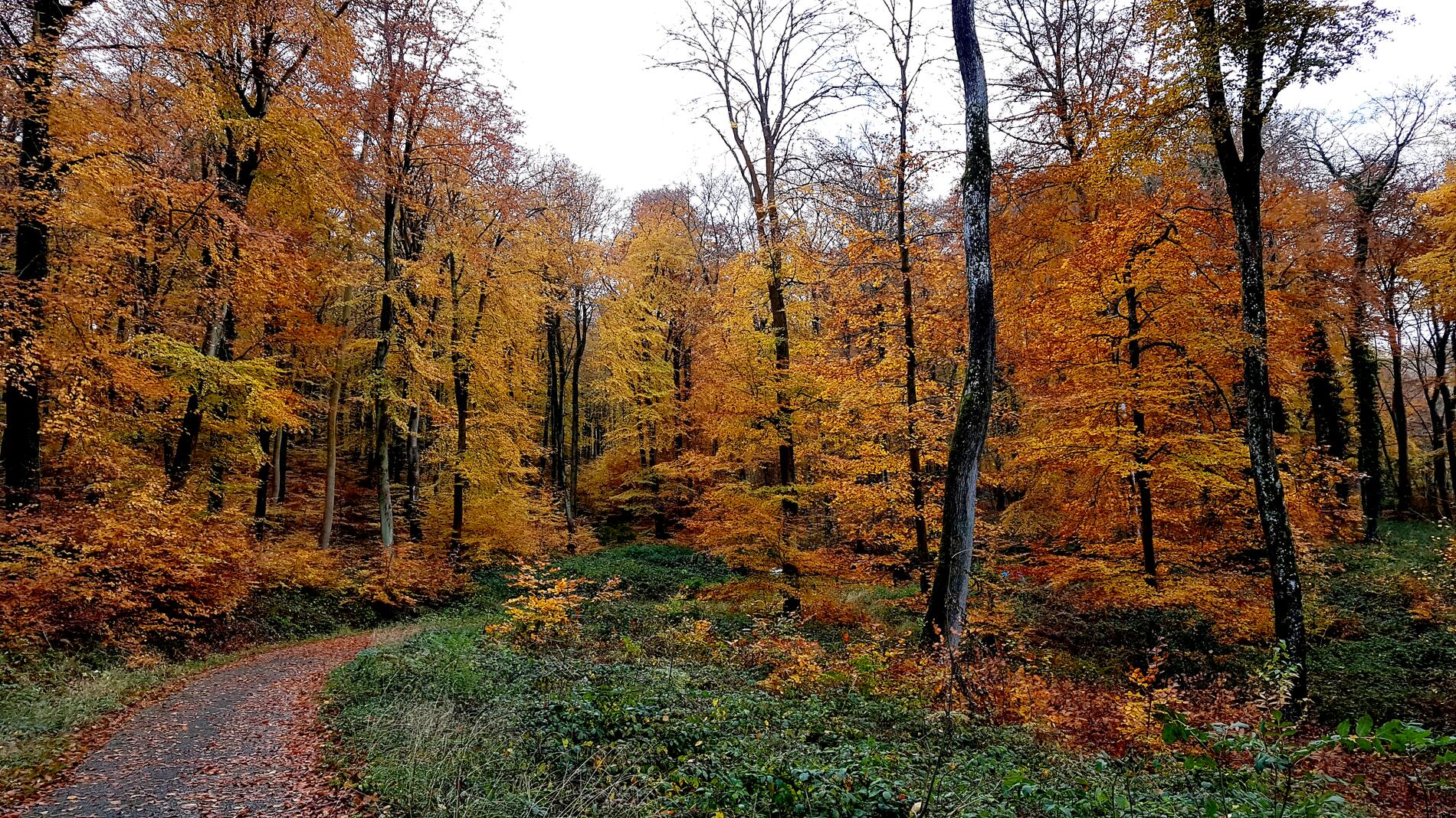 Forêt d'Eu