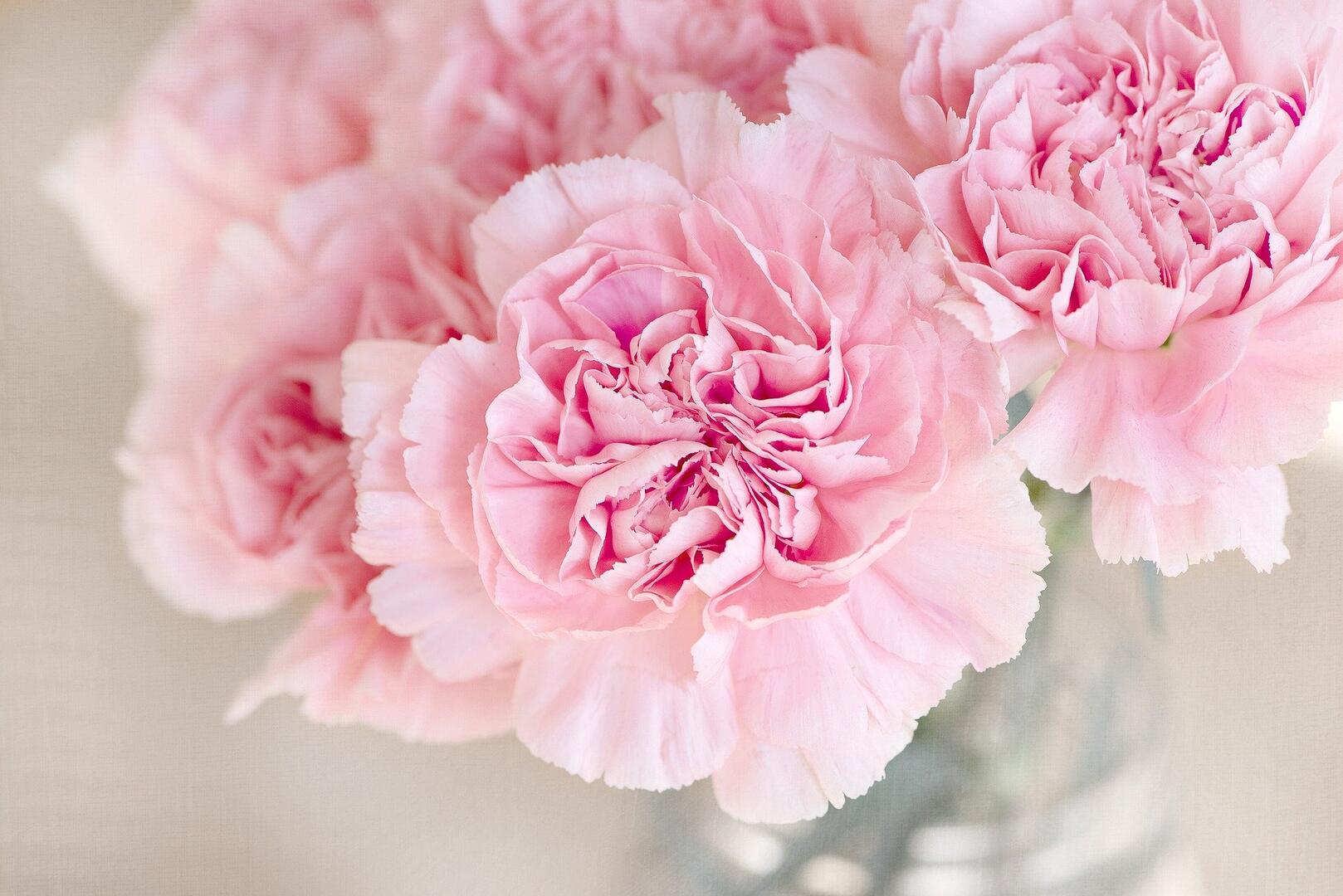 Fleurs (2)