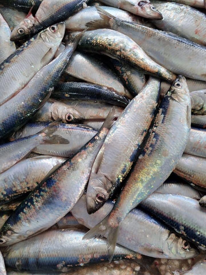 Harengs - Bateau Ti Paul