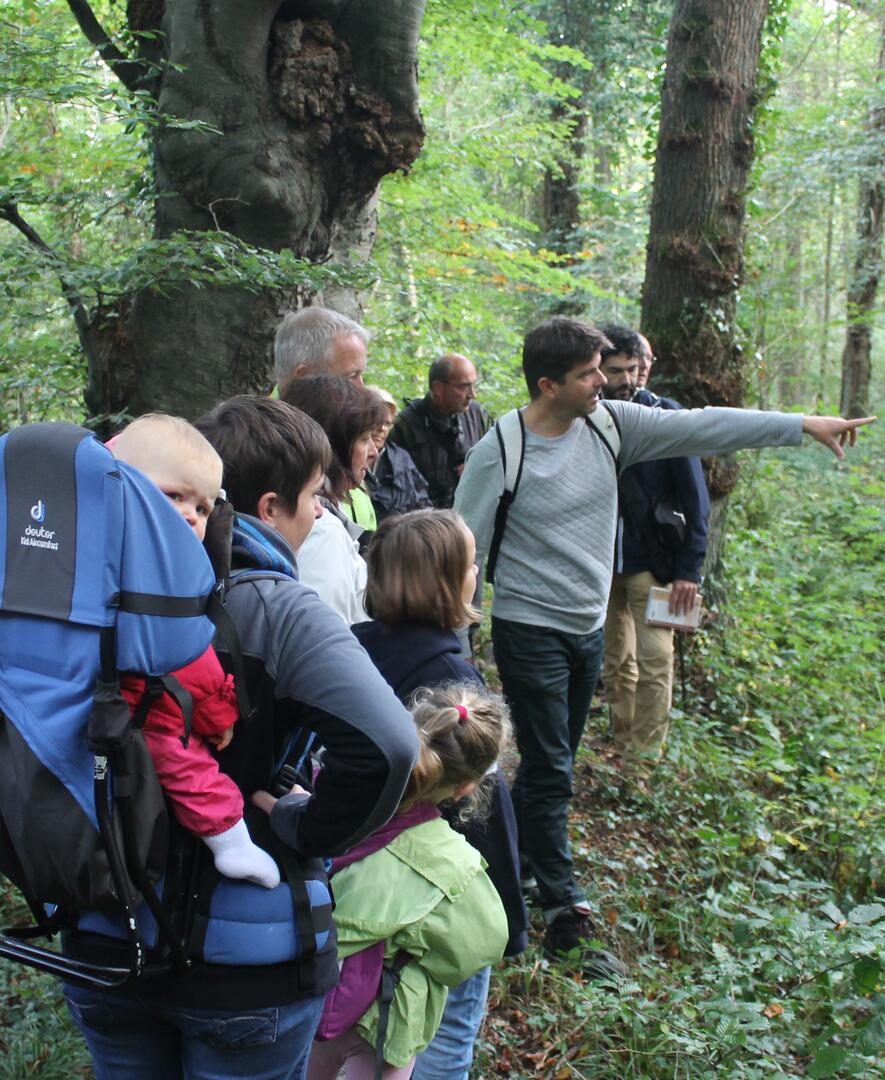 Bois de Bernouville