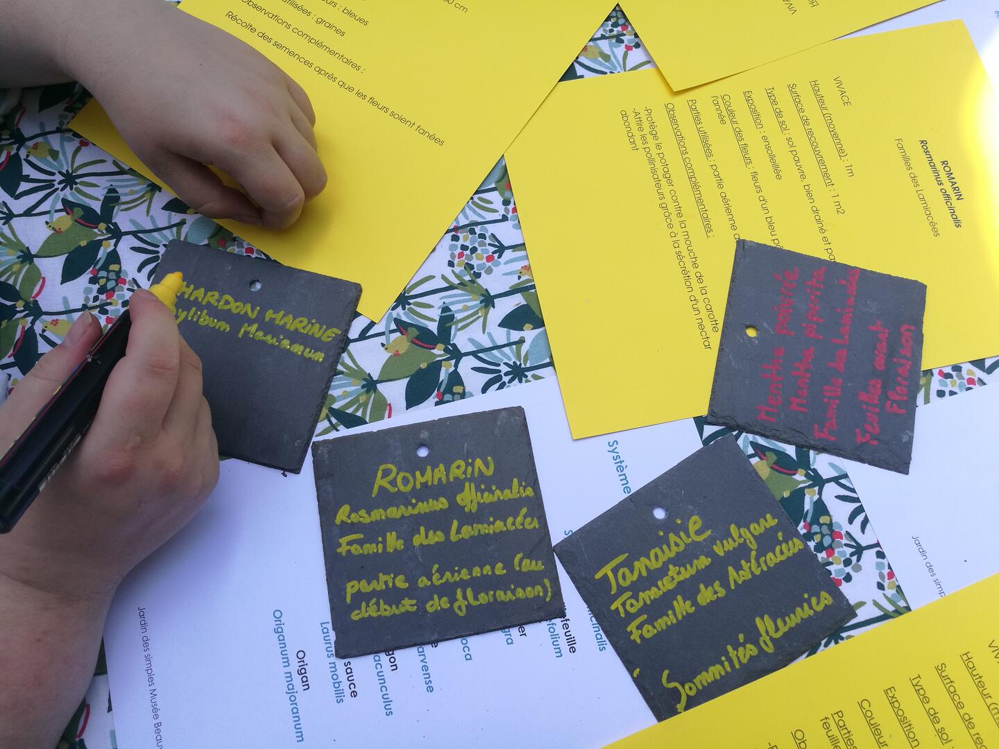 Jardin des simples - 15 juin (8)