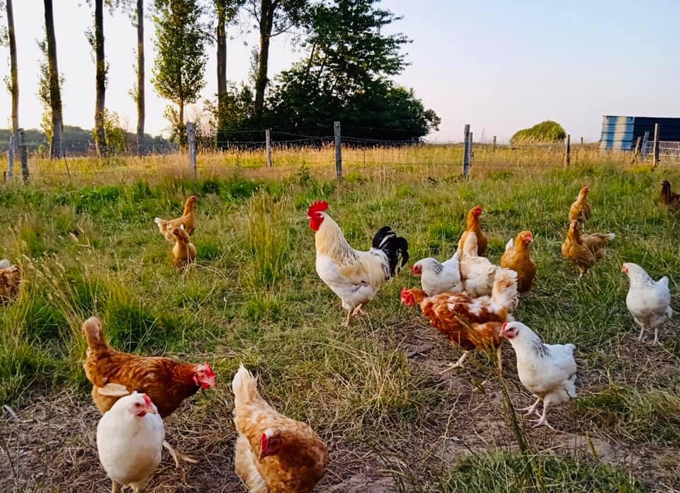 Lammer Poule